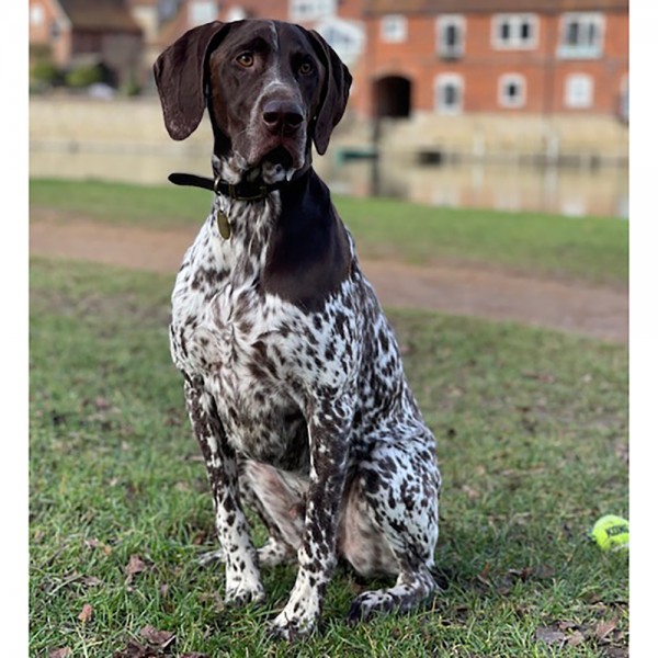 Archie 2, a 5 years old male Pointer available for adoption from GSP Rescue UK in Wales