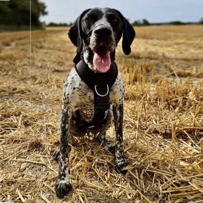 Thumbnail for Boomer