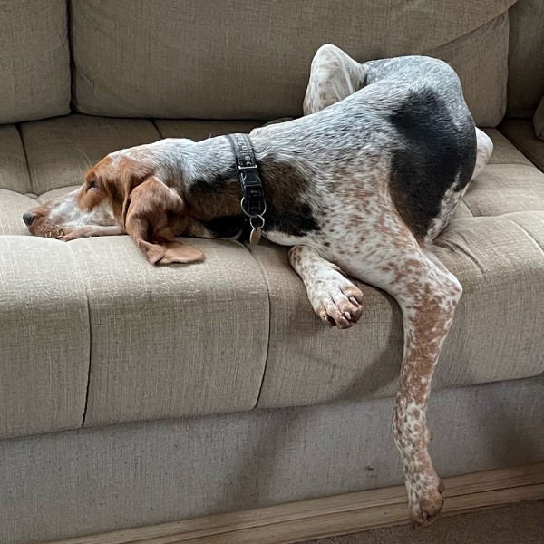 Bunny - GSP Rescue UK