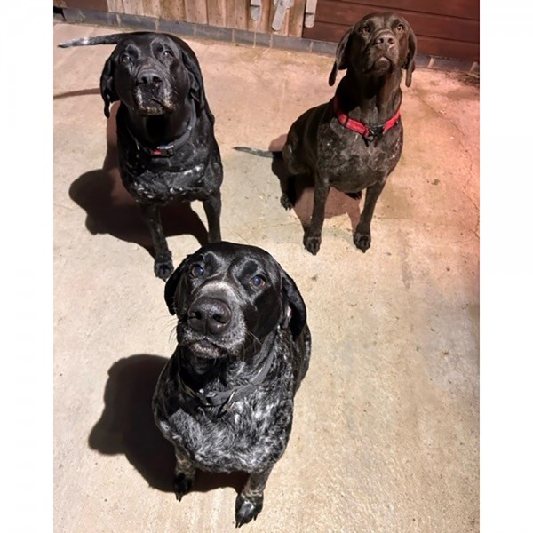 Darcy - GSP Rescue UK