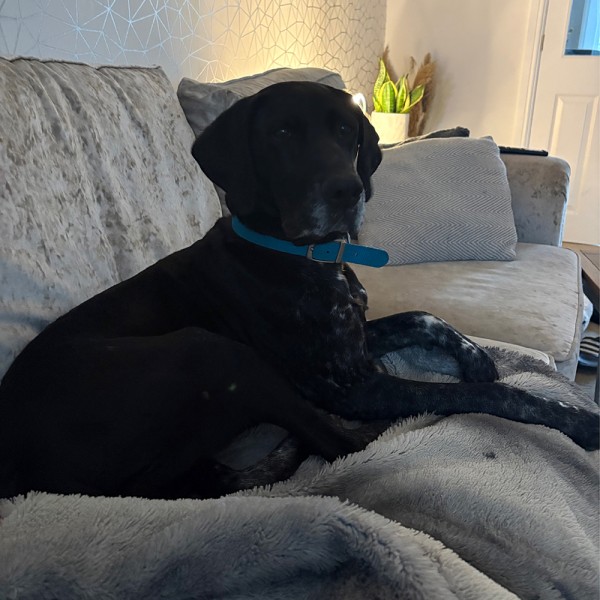 Ebony, a 8 years old female Pointer available for adoption from GSP Rescue UK in Wales