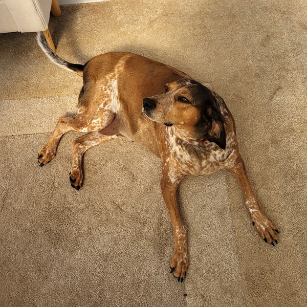 Gracie - GSP Rescue UK