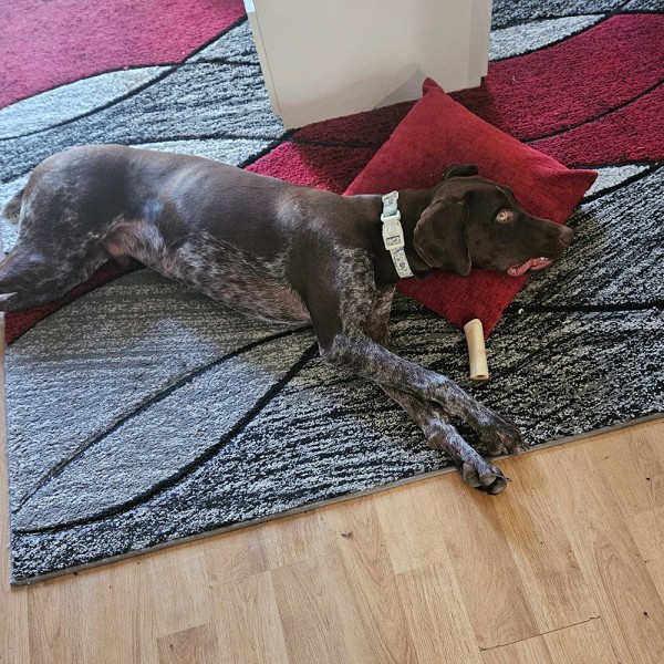 Koby - GSP Rescue UK