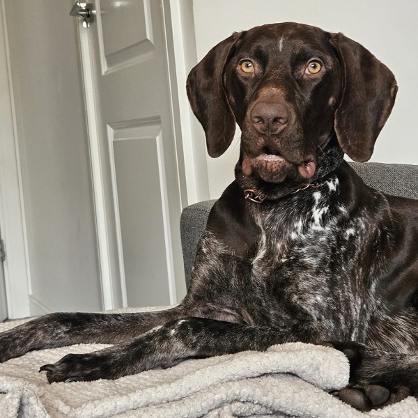 Koby, a 2 years old male Pointer available for adoption from GSP Rescue UK in Wales