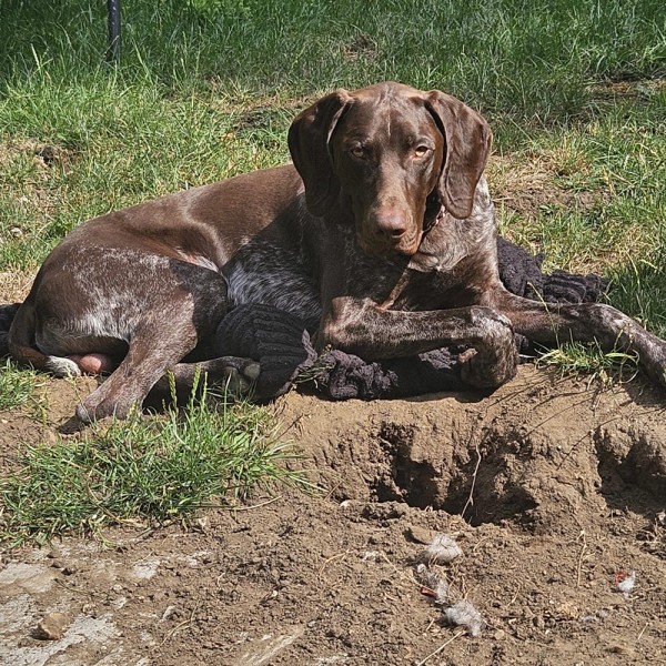 Koby - GSP Rescue UK