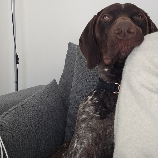 Koby - GSP Rescue UK