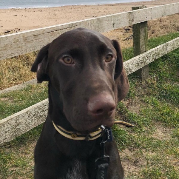 Oisín - GSP Rescue UK