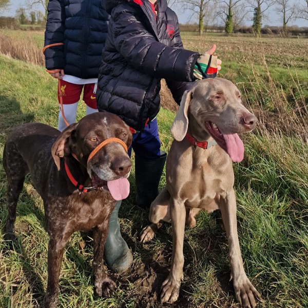 Pippa - GSP Rescue UK