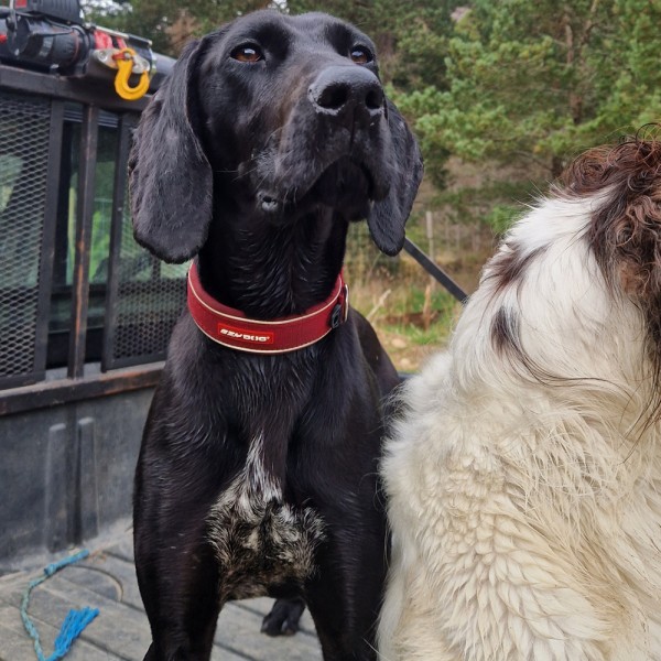 Raven, a 3 years old female Pointer available for adoption from GSP Rescue UK in Wales