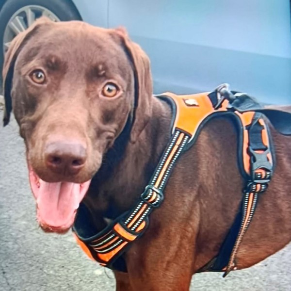 Scraps - GSP Rescue UK