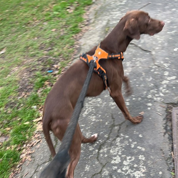 Scraps - GSP Rescue UK