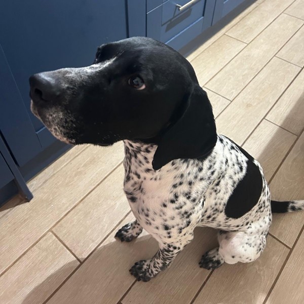 Trevor - GSP Rescue UK