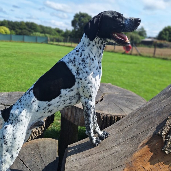 Trevor - GSP Rescue UK