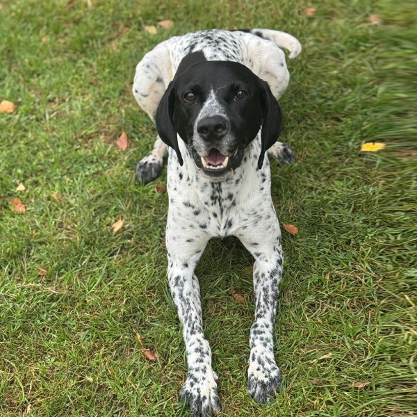 Trevor - GSP Rescue UK