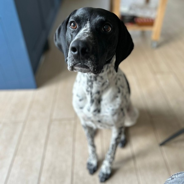 Trevor - GSP Rescue UK