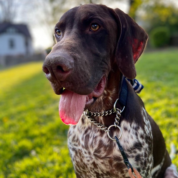 Archie - GSP Rescue UK