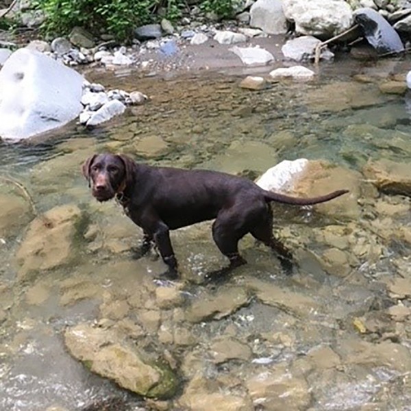 Senna - GSP Rescue UK